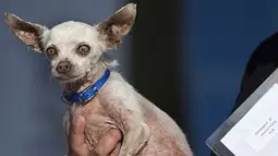 Pork, anjing Chihuahua berusia 13 tahun, digendong pemiliknya saat mengikuti Kontes Anjing Terjelek di Dunia, di Petaluma, California, Jumat (26/6/2015). (AFP PHOTO/JOSH Edelson)