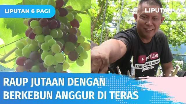 Tinggal di tengah kesesakan kota Jakarta, namun keinginan untuk bercocok tanam sangat kuat. Supriyanto memanfaatkan teras rumahnya untuk berkebun anggur. Siapa sangka, anggurnya kini menghasilkan untung jutaan rupiah!