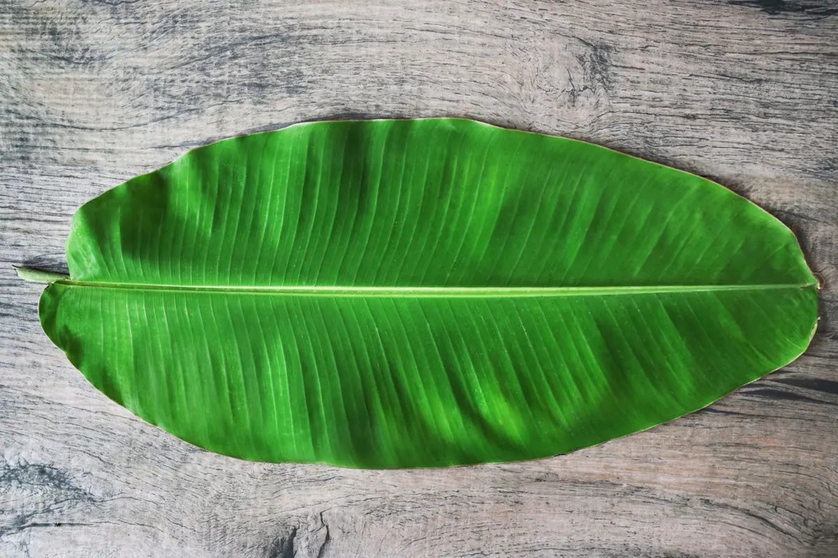 [Bintang] Daun Pisang