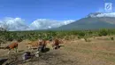 Suasana saat petani memberi pakan ternak sapi-sapi peliharaannya di kaki Gunung Agung, Tulamben, Bali (30/6). Sebelumnya, Gunung Agung mengalami erupsi pada Kamis, 27 Juni 2018. (Merdeka.com/Arie Basuki)