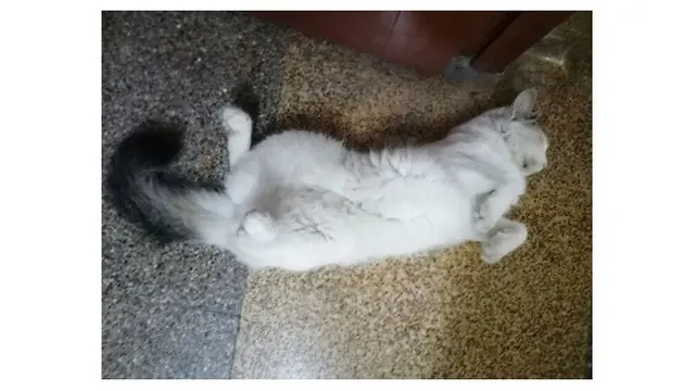 8 Pose Nyeleneh Hewan Peliharaan saat Tidur Ini Bikin Geleng kepala
