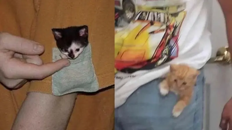 Potret 6 Anak Kucing Masuk Saku Kantong Baju dan Celana Ini Bikin Gemas