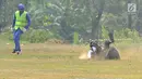 Atlet paralayang Pakistan,  Ahmed Farman terjatuh saat mendarat pada babak nomor ketepatan mendarat individu putra cabang Paralayang Asian Games 2018 di Gunung Mas, Puncak, Bogor, Jawa Barat, Kamis (23/8). (Merdeka.com/Arie Basuki)