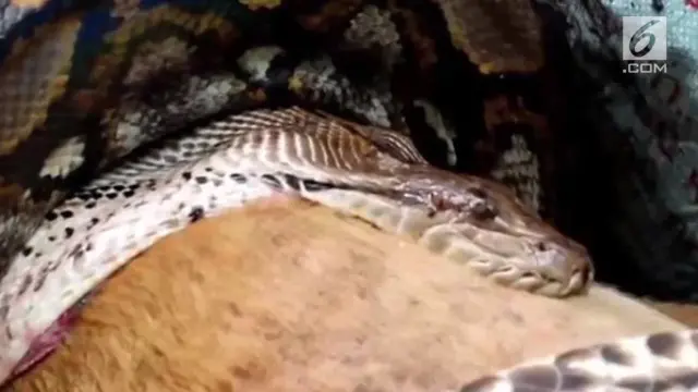 Sebuah rekaman video menampilkan detik-detik ular piton memangsa anjing peliharaan di Thailand menghebohkan warganet.