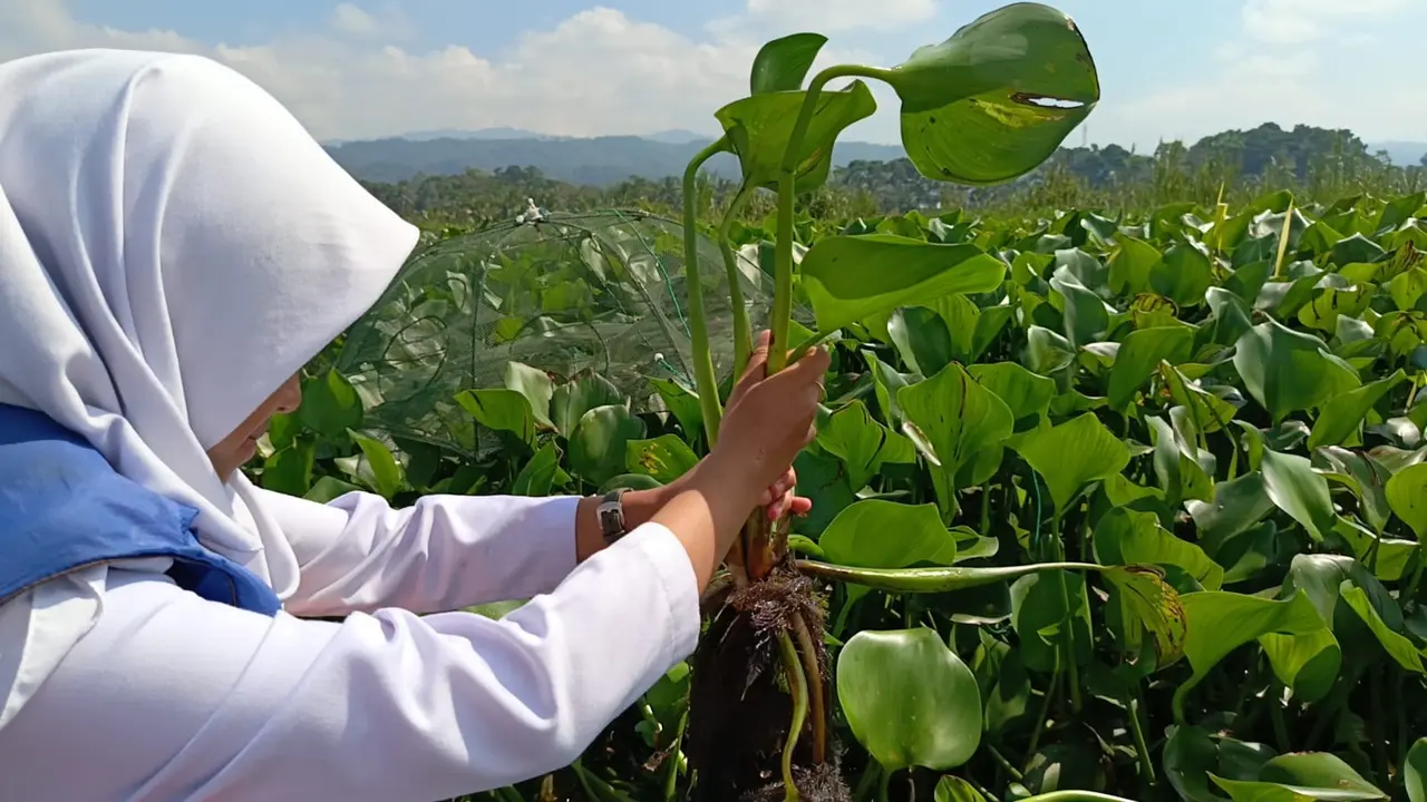 Cara Fermentasi Eceng Gondok Untuk Pakan Bebek