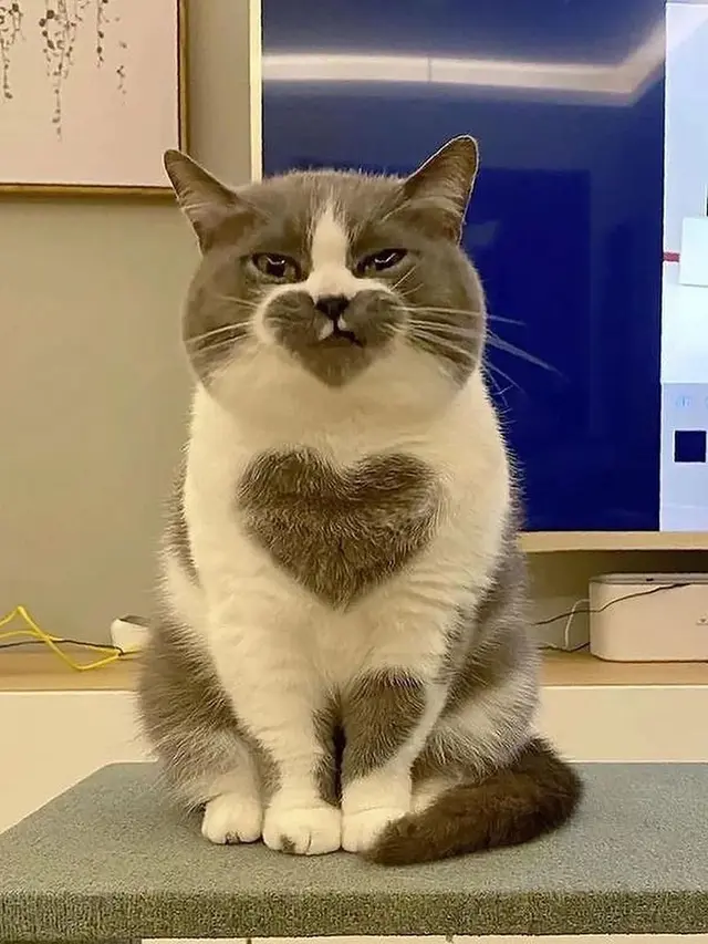 6 Motif Bulu Kucing Bentuk Hati Ini Unik Banget, Bikin Gemas