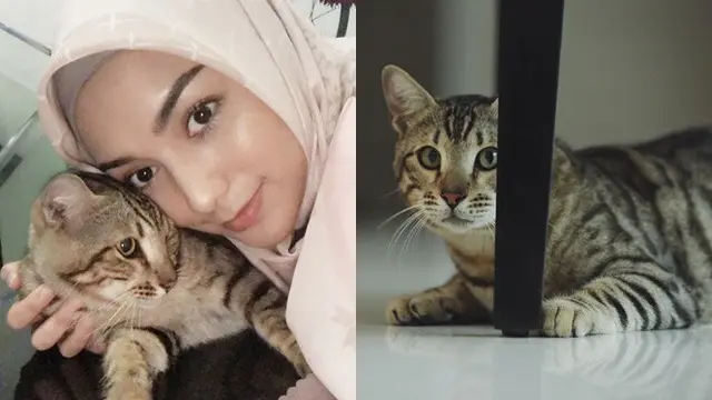 Seleb dan kucing (Sumber: Instagram/citraciki)