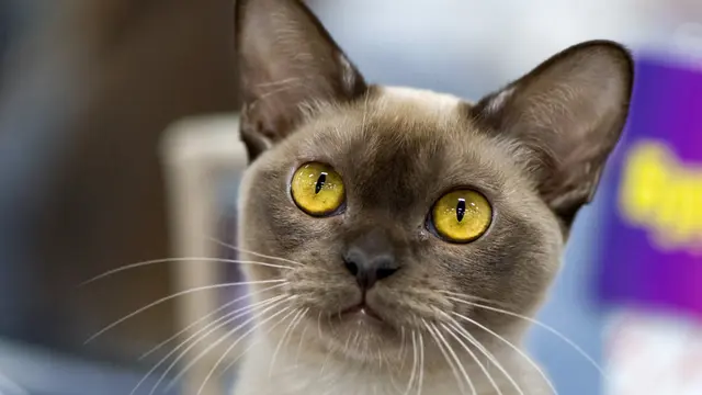 Punya Sejarah Panjang, 5 Ras Kucing dari Asia ini Sempat Dipuja Bak Raja