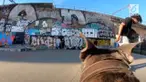 Seekor anjing jadi kamerawan dan merekam aksi majikannya bermain skateboard.