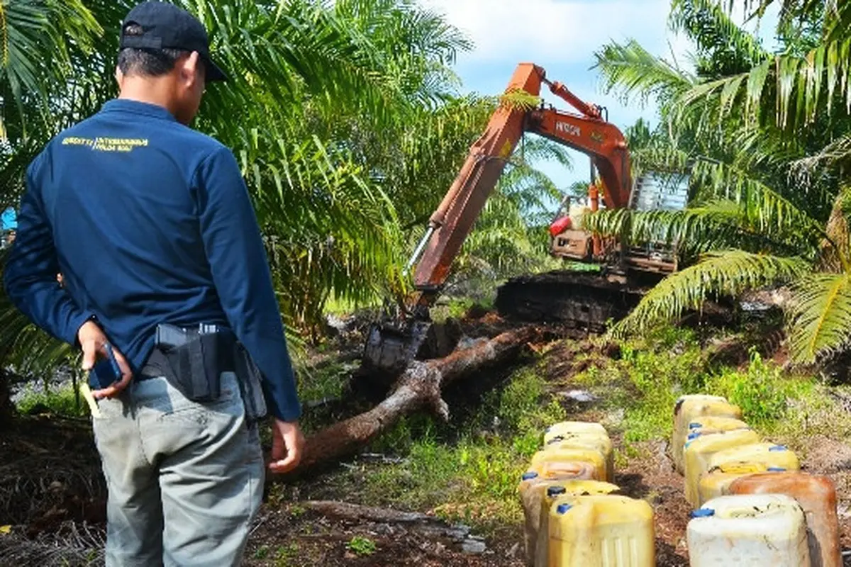 Polisi menghentikan alat berat yang sedang melakukan perambahan hutan untuk diubah menjadi perkebunan sawit. (Liputan6.com/M Syukur)