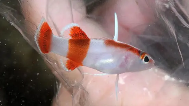 5 Jenis Ikan Tropis Termahal, Harganya Sampai Miliaran