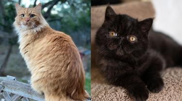 Kucing angora dan persia