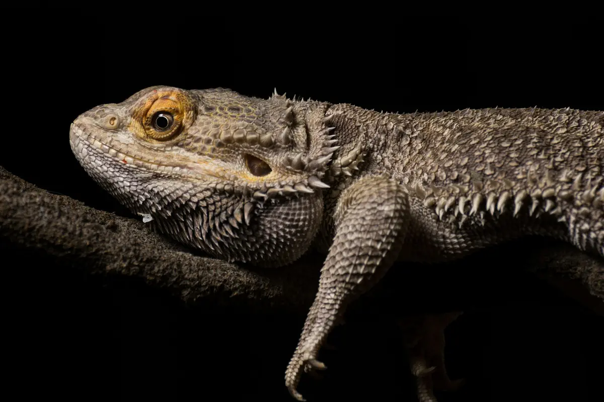 Bearded Dragon