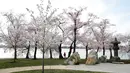 Pemandangan saat pohon Sakura yang sedang mekar di Washington (4/2). Keindahan pohon Sakura yang sedang mekar ini menandai dimulainya musim semi di Washington. (AP Photo/Jacquelyn Martin)