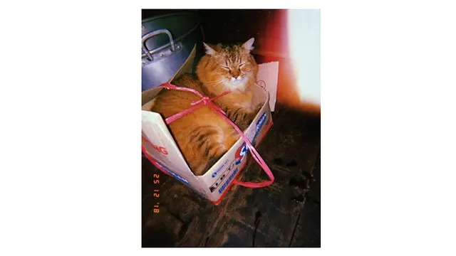 Potret Kucing Dikirim Melalui Peketan Dalam Kardus