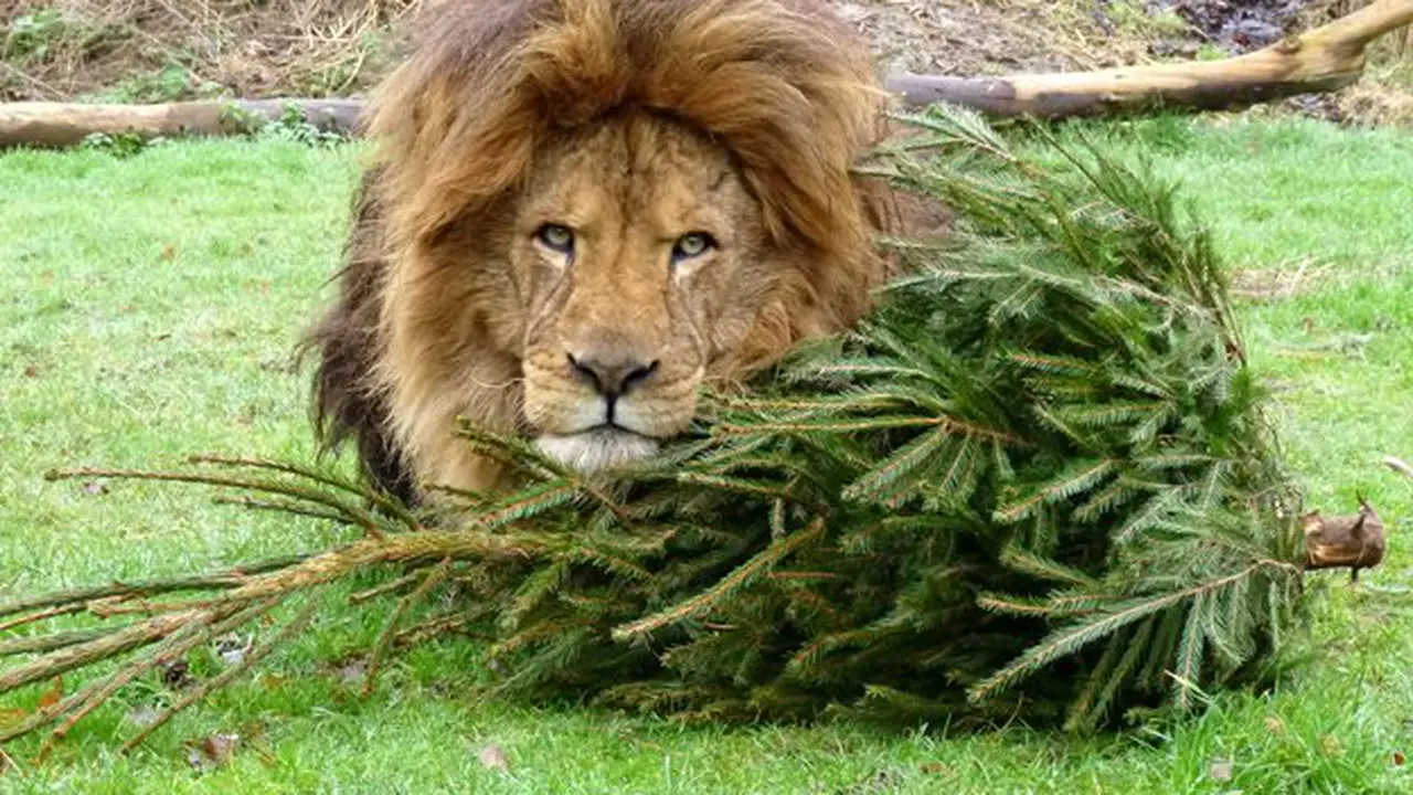 Singa bermain pohon Natal. (Linton Zoo/BBC)