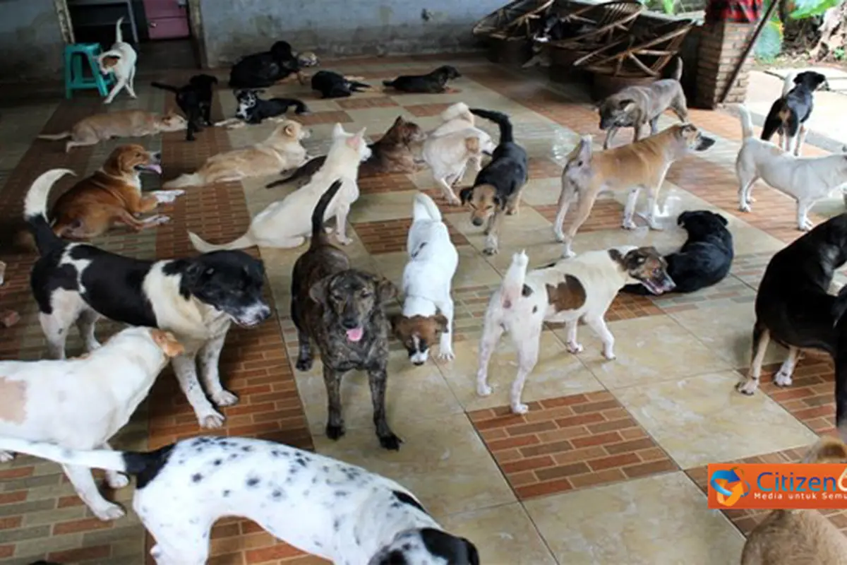 Pejaten Shelter Peduli Kucing & Anjing Terlantar