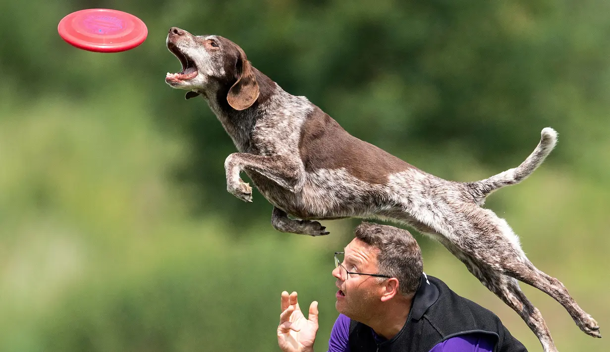 Seekor anjing melompat di atas pemiliknya saat mengikuti kompetisi freestyle di turnamen frisbee anjing di Erfstadt, Jerman (3/6).  Kompitisi anjing ini diikuti 60 peserta dari tujuh negara. (Marius Becker / dpa via AP)