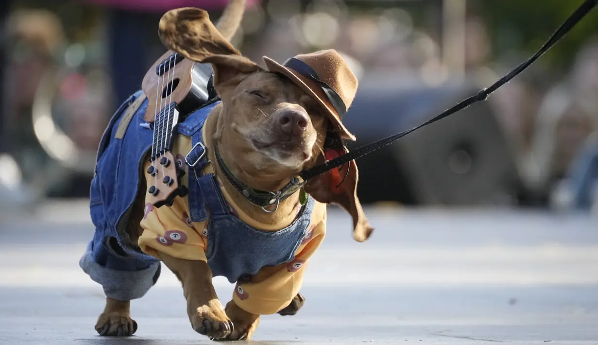 Seekor anjing dachshund berjalan di atas podium selama festival parade dachshund di St Peterburg, Rusia, Sabtu, 16 September 2023. (AP Photo/Dmitri Lovetsky)