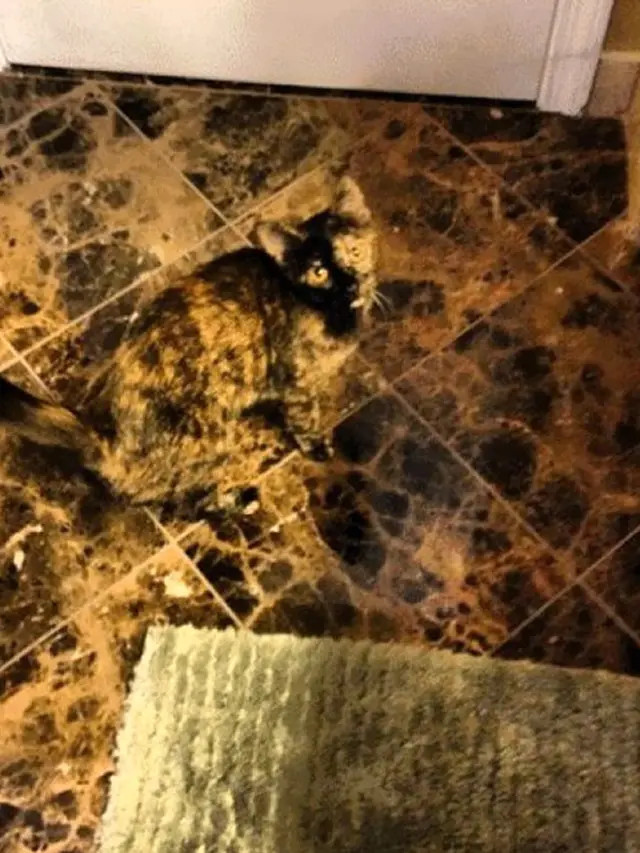 kucing berkamuflase