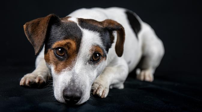 9 Arti Mimpi Anjing Pertanda Kebahagiaan Atau Nasib Buruk Ragam Bola Com