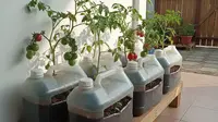 8 Ide Kebun Tomat di Teras Sederhana Pakai Wadah Bekas, Solusi Hemat Pangan