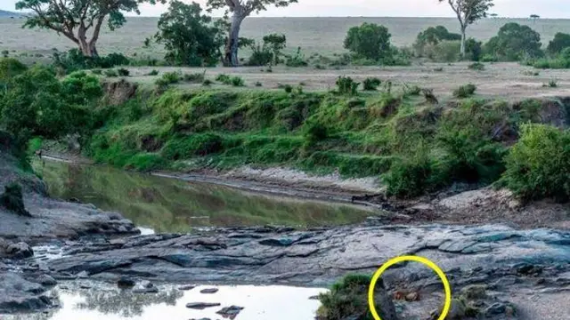 Di Foto Ini Ada Seekor Binatang Buas Yang Sedang Bersantai. (Foto: Caters)