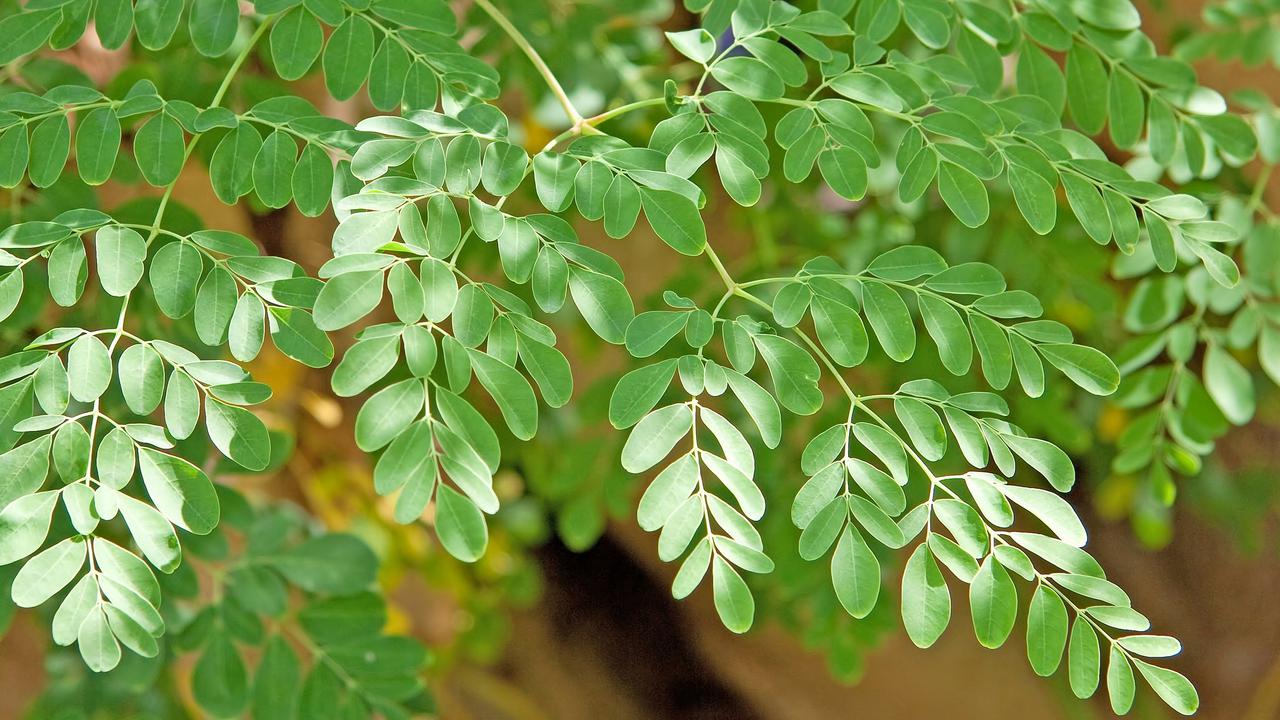 Daun Kelor Mengandung Zat Besi 25 Kali Lebih Tinggi dari Bayam