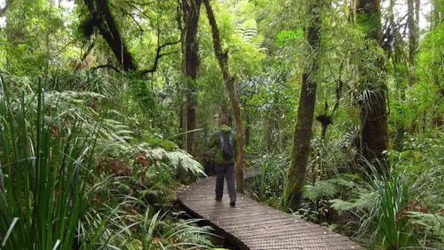 4 Negara dengan Destinasi Hutan di Tengah Kebisingan Kota
