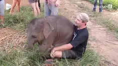 Seekor gajah bertindak manja saat bertemu wisatawan yang baru ditemuinya. Aksi lucu tersebut terjadi di sebuah taman wisata di Thailand.