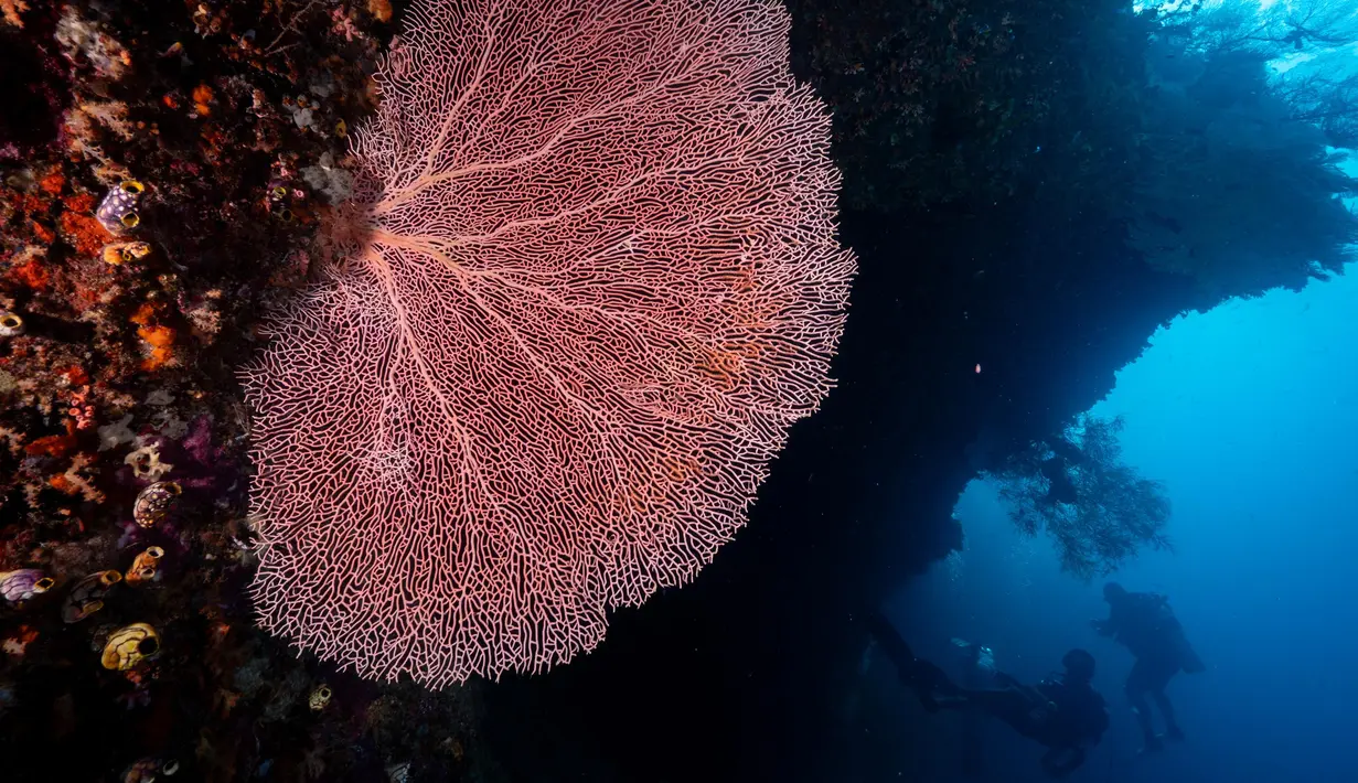 Karang kipas di perairan Kabupaten Raja Ampat, Papua Barat, Indonesia bagian Timur, 6 November 2023. (Lillian SUWANRUMPHA/AFP)