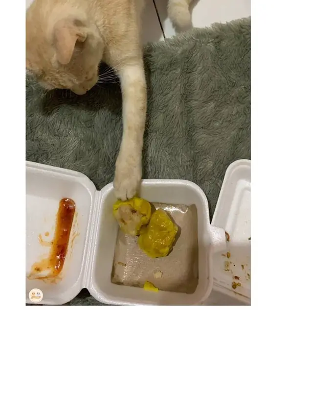 8 Potret Kucing saat Ketahuan Mencuri Makanan Ini Bikin Kesal Sekaligus Gemas