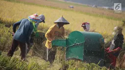 Petani menggiling saat musim panen padi di sawah Desa Bube Baru, Kecamatan Suwawa, Kabupaten Bone Bolango, Gorontalo (15/3). Mulai dari menyabit padi hingga sudah menjadi bulir gabah itu semua mengunakan tenaga manusia. (Liputan6.com/Arfandi Ibrahim)