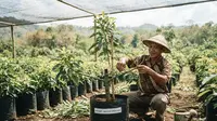 10 Trik Pohon Alpukat Cepat Bercabang Sejak Masih Kecil agar Tumbuh Rimbun dan Produktif