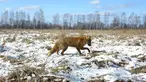 Seekor rubah berjalan di zona eksklusi 30 km/19 mil di sekitar lokasi bencana reaktor nuklir Chernobyl, Belarus, 5 Maret 2016. 30 tahun pasca bencana nuklir paling buruk, sejumlah hewan langka kini banyak terlihat di lokasi itu. (REUTERS/Vasily Fedosenko)