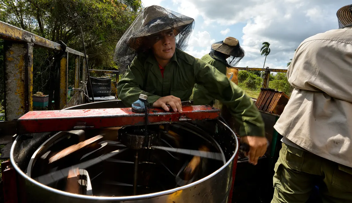 Peternak menggunakan ekstraktor madu di sebuah peternakan di Navajas, Matanzas, Kuba, 21 Maret 2019. Lebah di pegunungan Matanzas menghasilkan madu berkualitas tinggi. (YAMIL LAGE/AFP)