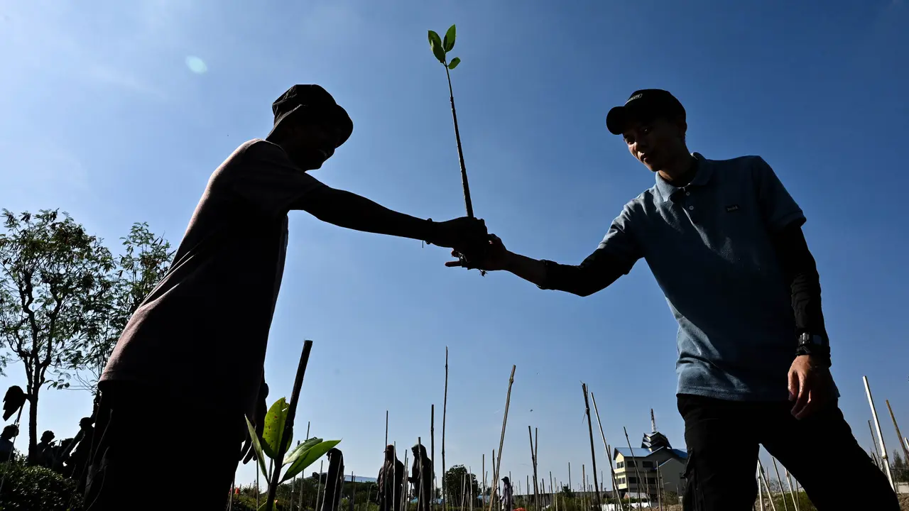 Relawan Tanam Bibit Bakau di Perairan Aceh