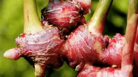 Cara Menanam Jahe di Pot Agar Berumbi Besar: Panduan Lengkap untuk Hasil Panen Maksimal