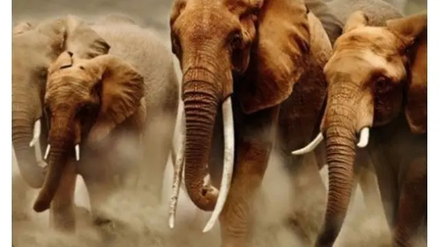 epartemen Kehutanan telah mengerahkan beberapa kelompok orang yang terlatih dalam menangani gajah untuk mengusir gajah liar yang berkeliaran ke permukiman warga tersebut.