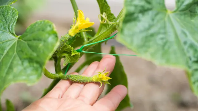 Memilih Jenis Mentimun yang Tepat untuk Kebun Rumah