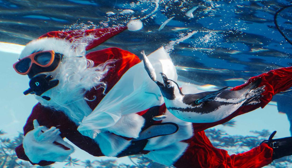 Penyelam berkostum Sinterklas juga terlihat membawa karangan bunga Natal dan memberi makan ikan. Tampak dalam foto, seorang penyelam berkostum Sinterklas memberi makan seekor penguin di Akuarium Sunshine dalam persiapan untuk acara spesial Natal mendatang di Tokyo pada 1 Desember 2025. (Foto oleh Kazuhiro NOGI / AFP)