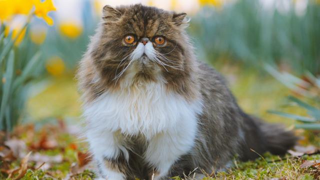 Persian Cat