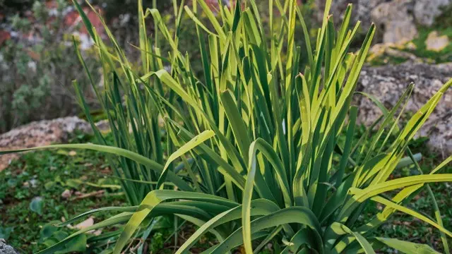 Tanaman Daun Bawang (Photo by ededchechine on Freepik)