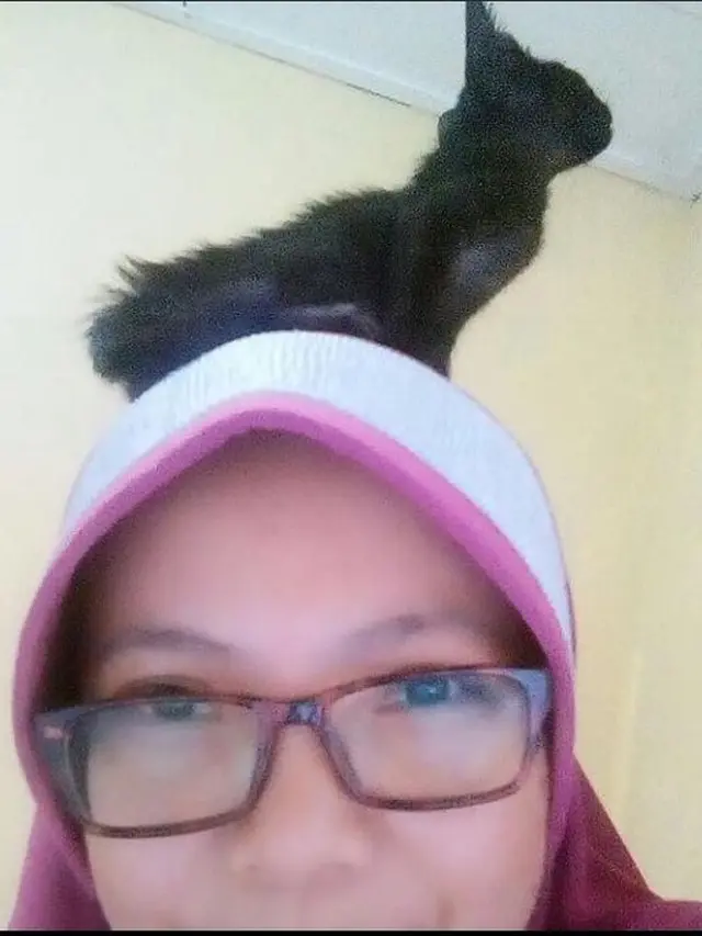 6 Tingkah Kucing di Atas Kepala Ini Bikin Elus Dada, Latih Kesabaran