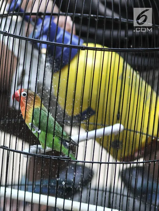Peternak memandikan salah satu burung lovebird di sebuah peternakan kawasan Duren Sawit, Jakarta, Minggu (23/9). Burung yang berasal dari Afrika ini merupakan salah satu jenis hewan primadona bagi para pecinta burung kicau. (Merdeka.com/Iqbal Nugroho)