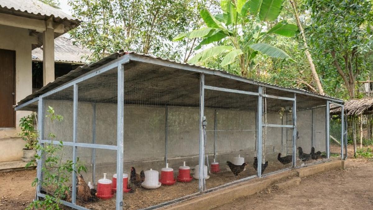 6 Desain Kandang Ayam Postal Baja Ringan yang Tahan Lama dan Minim Perawatan