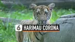 THUMBNAIL CORONA