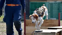 Gonta memakai ransel berisi live video feed dan GPS data saat berlatih dalam mencari korban di Fujimi, utara Tokyo (14/2/2016).  Seperti anjing penyelamat lainnya,Gonta mengandalkan naluri penciumannya untuk mencari korban. (AFP PHOTO/Bapak KAZUHIRO Nogi)