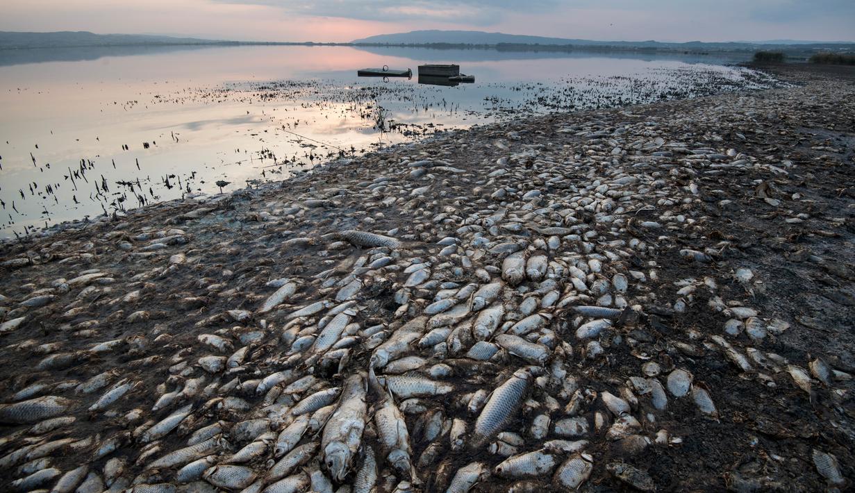 FOTO Puluhan Ribu Ikan Mati  di Danau Koroneia Yunani 