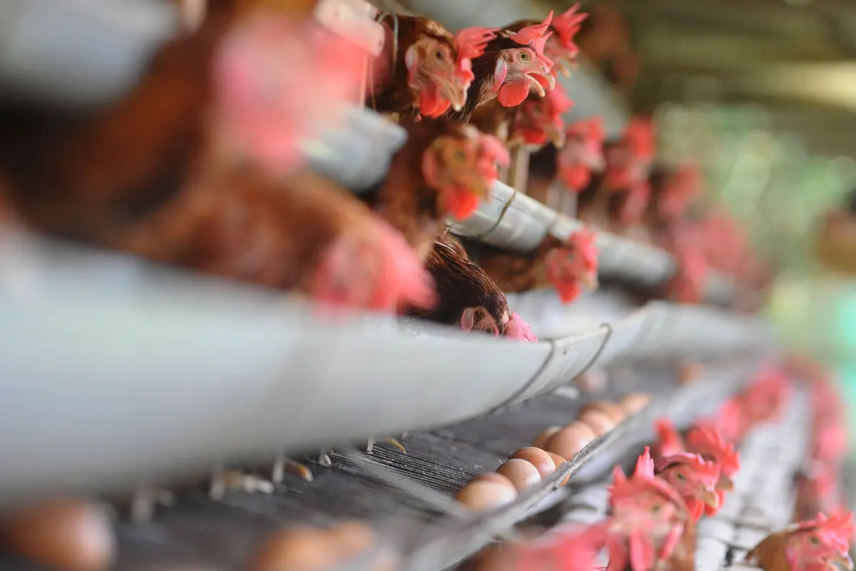 harga telur ayam di tingkat peternak